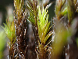 Image of racomitrium moss