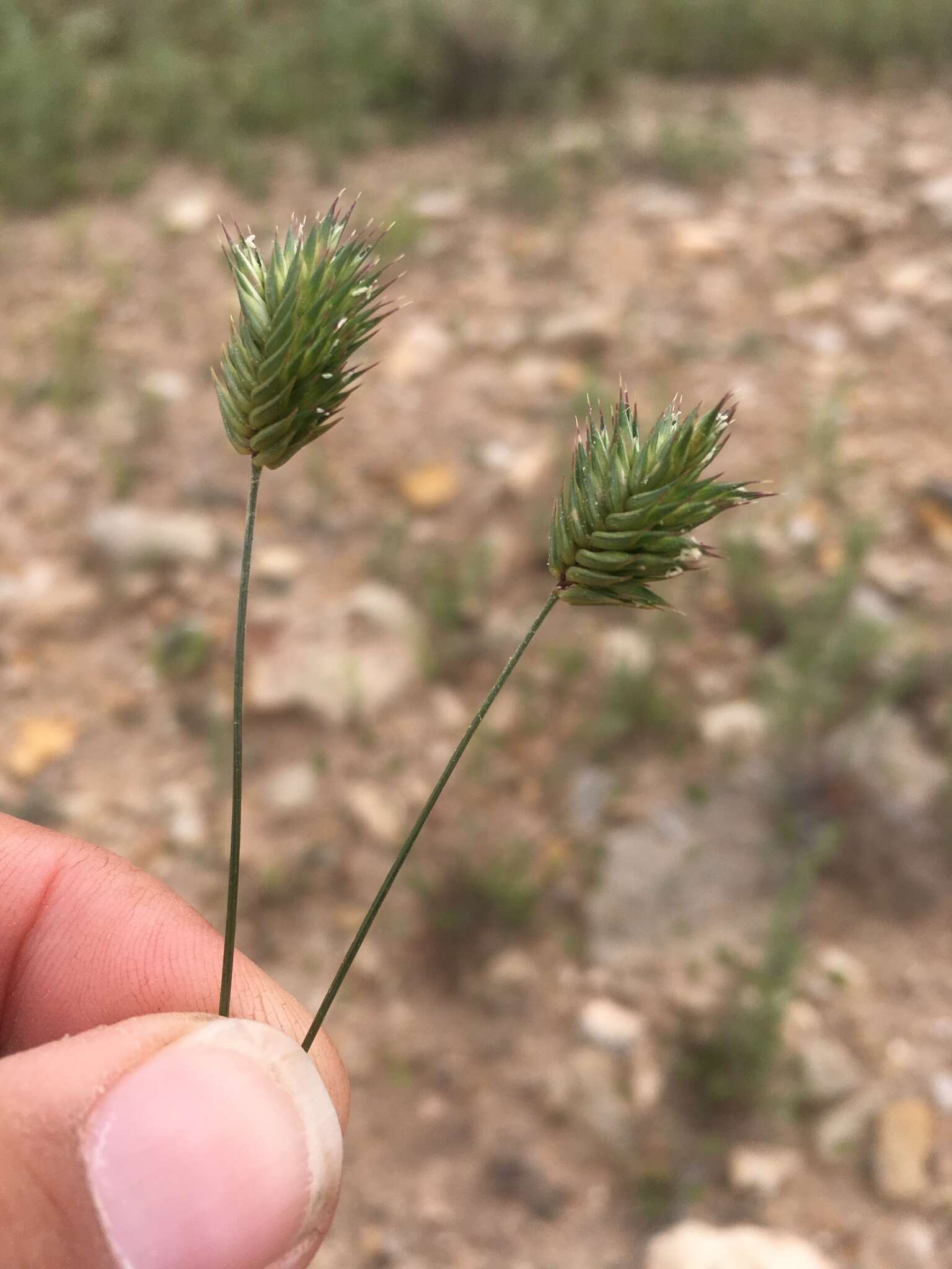 Image of annual wheatgrass