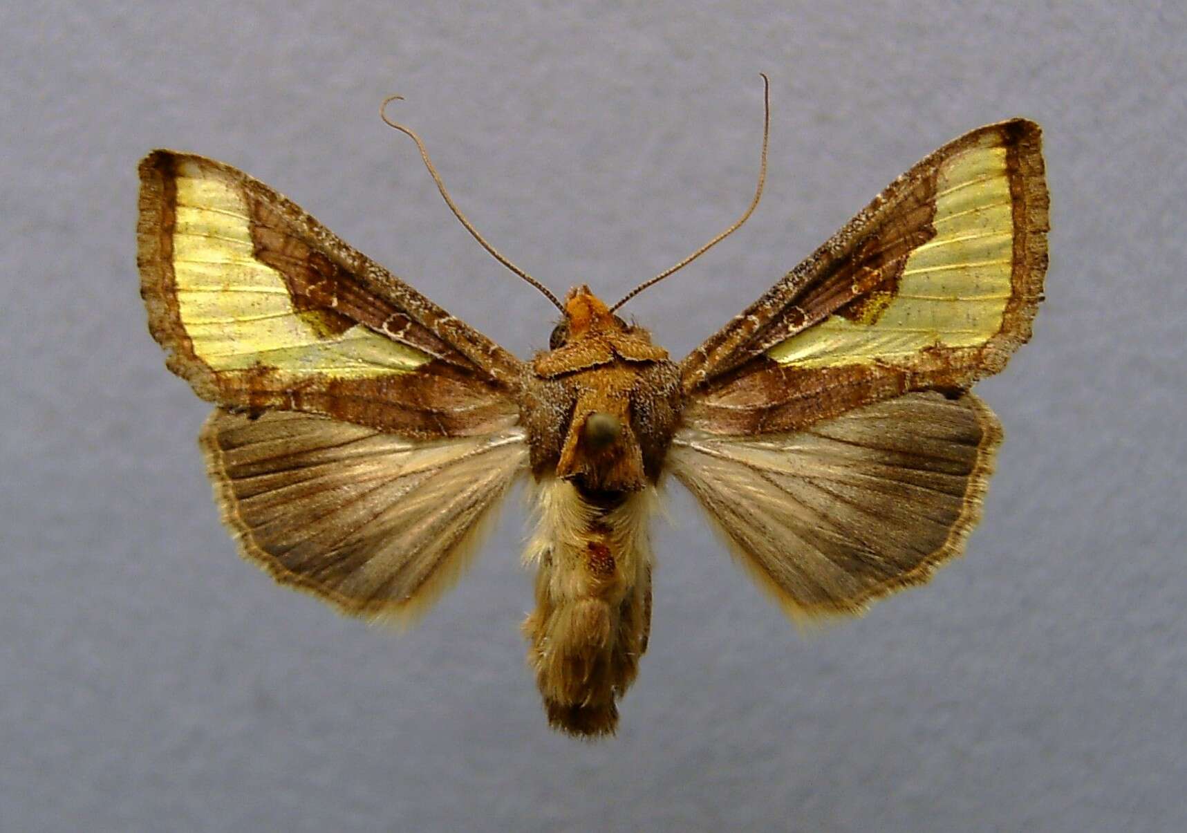 صورة Thysanoplusia orichalcea Fabricius 1775