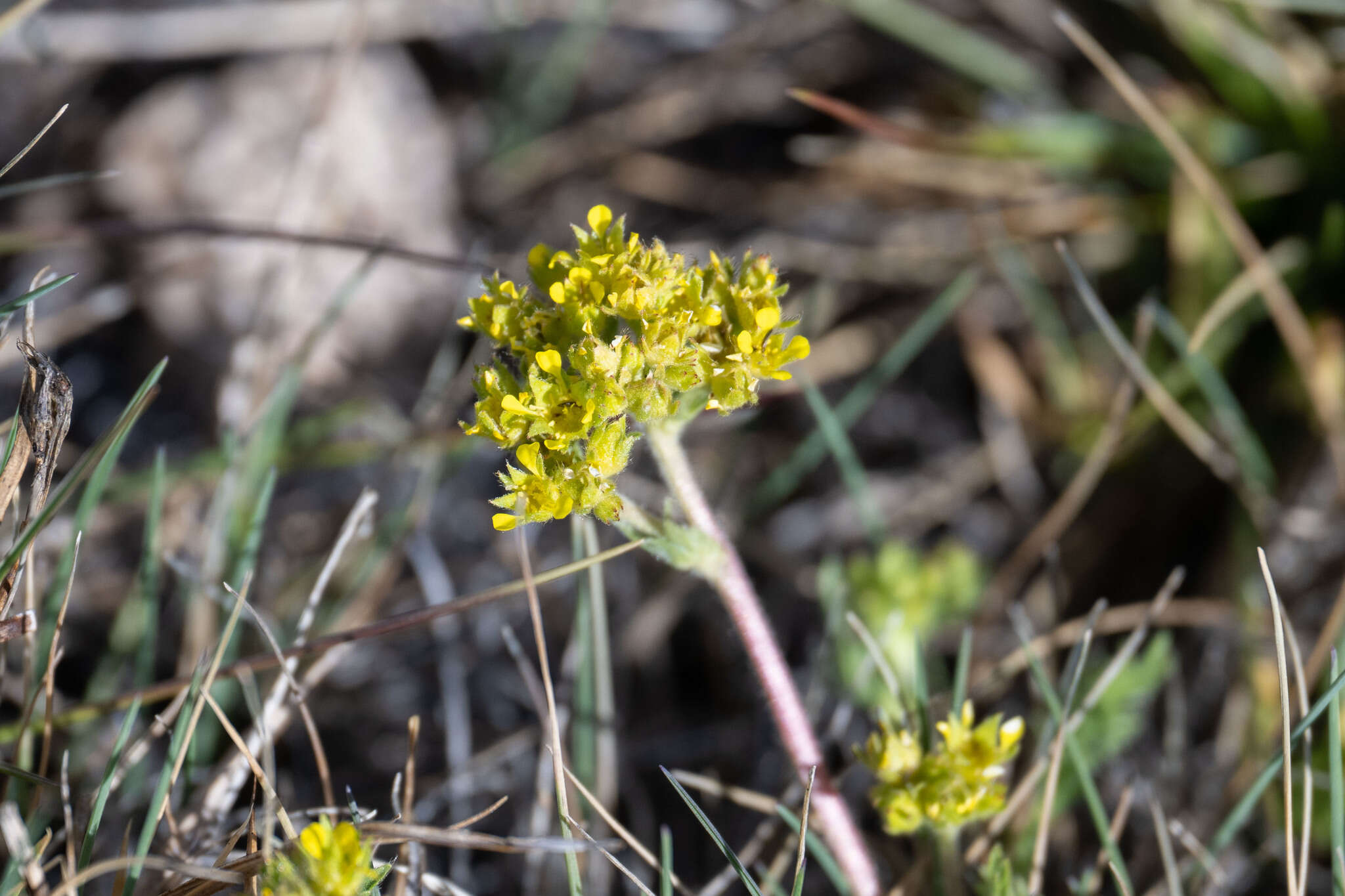 Imagem de Ivesia campestris (M. E. Jones) Rydb.