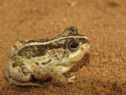 Image of Peters' four-eyed frog