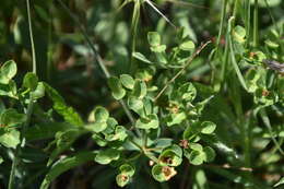 Sivun Euphorbia fragifera Jan kuva