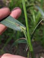 Image of Echinochloa telmatophila Michael & Vickery