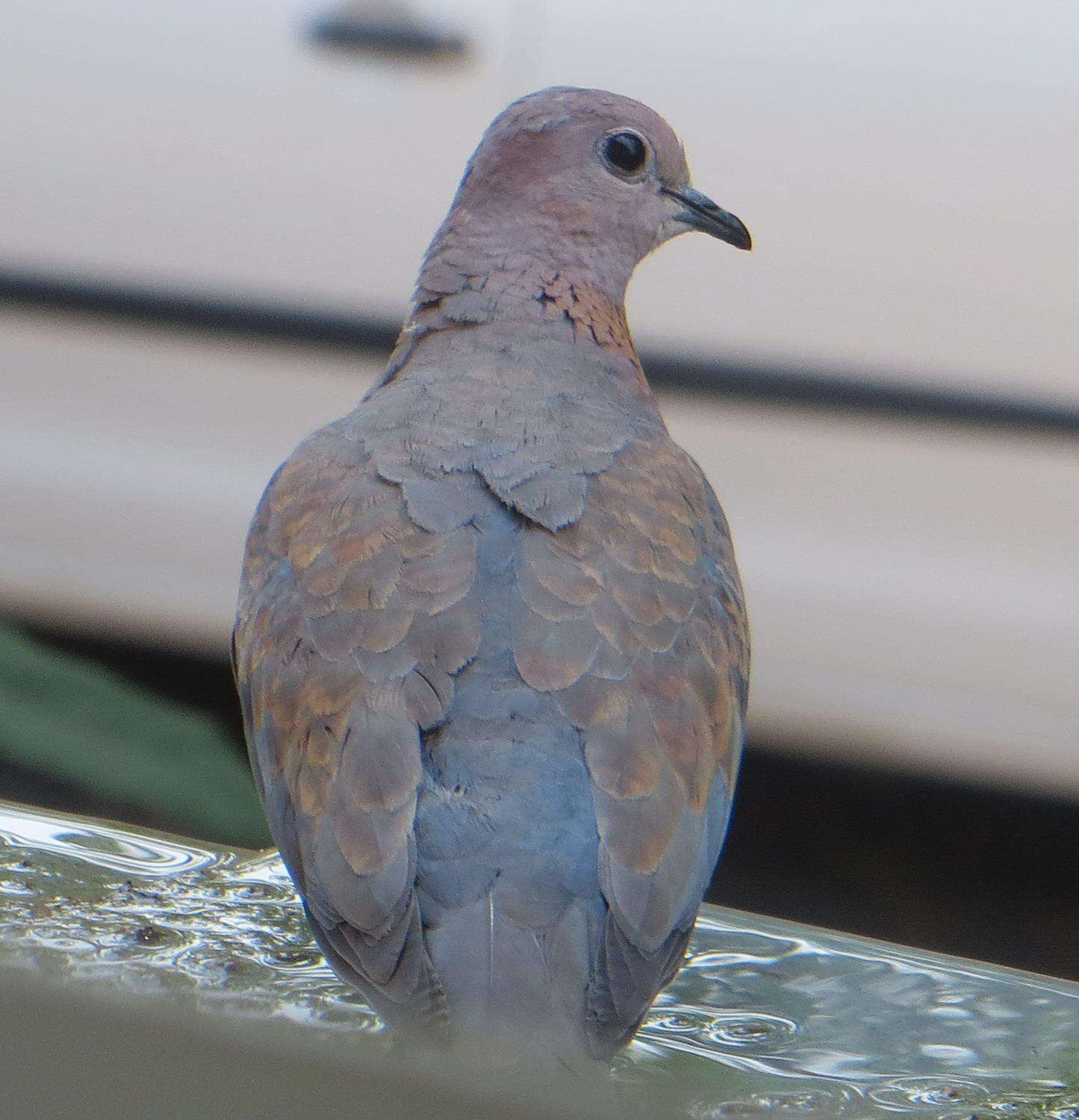 Image of <i>Streptopelia <i>senegalensis</i></i> senegalensis