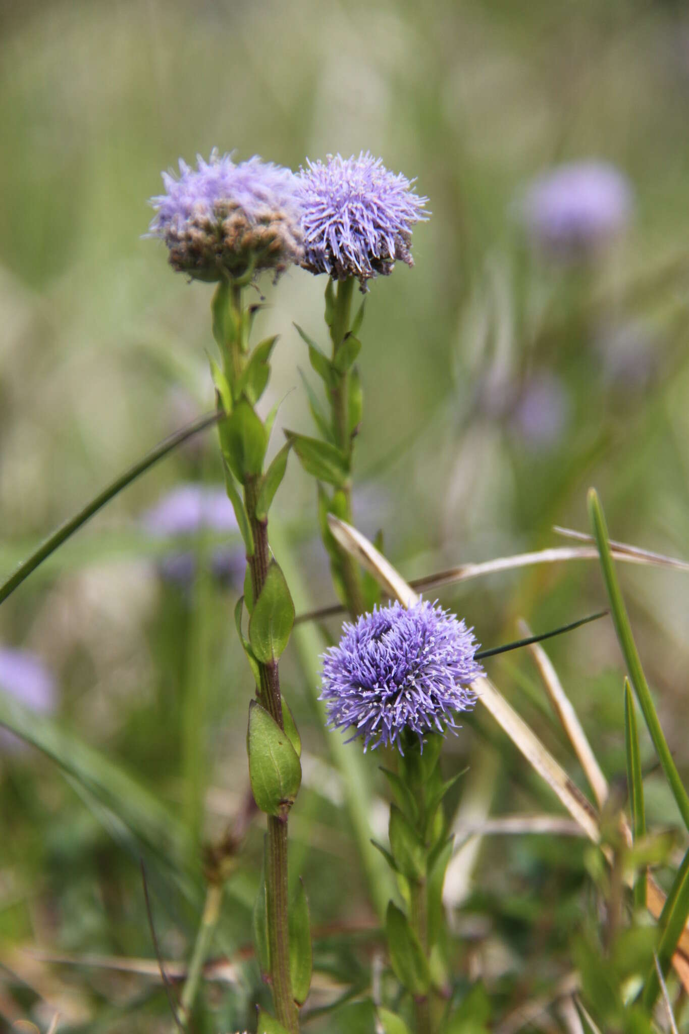 Image of Globularia bisnagarica L.