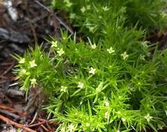 Image of Andrews' bedstraw