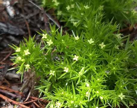 Plancia ëd Galium andrewsii subsp. andrewsii