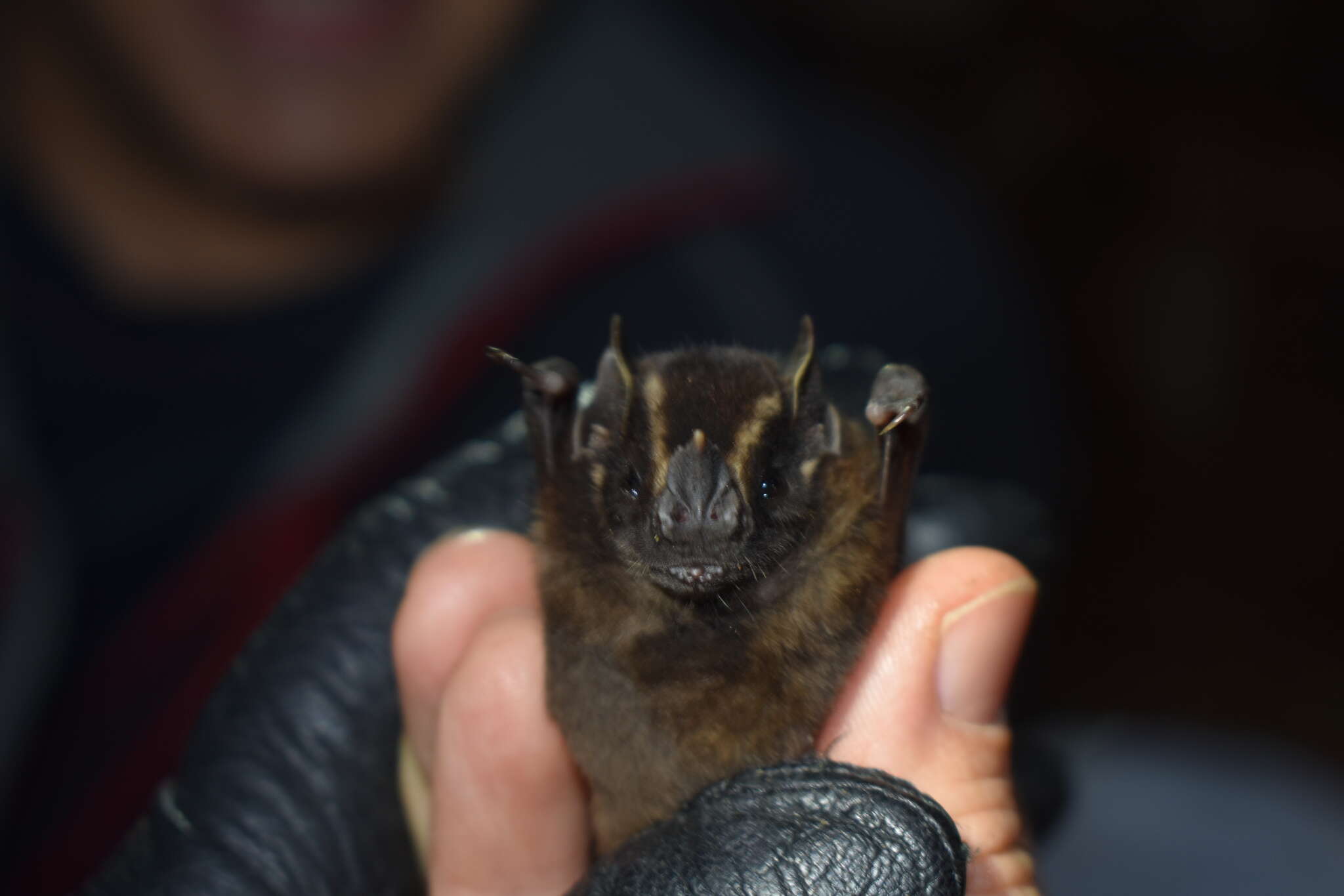 Image of Velvety Fruit-eating Bat