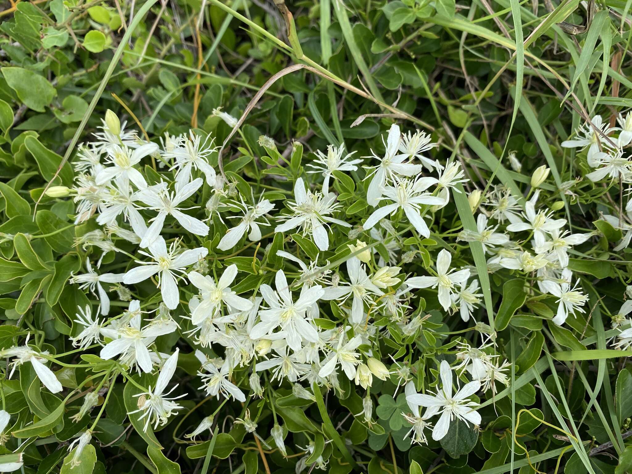 Image of Clematis terniflora var. garanbiensis (Hayata) M. C. Chang