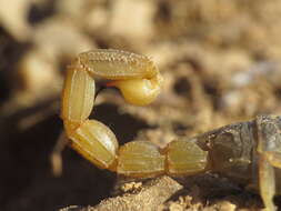 Image of Buthus montanus Lourenço & Vachon 2004