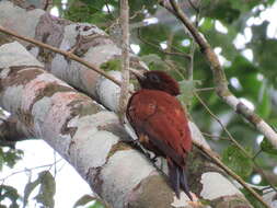 Image of Chestnut Woodpecker