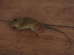 Image of Amazon Bamboo Rat