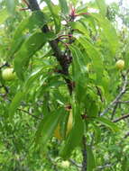 Sivun Prunus angustifolia Marsh. kuva