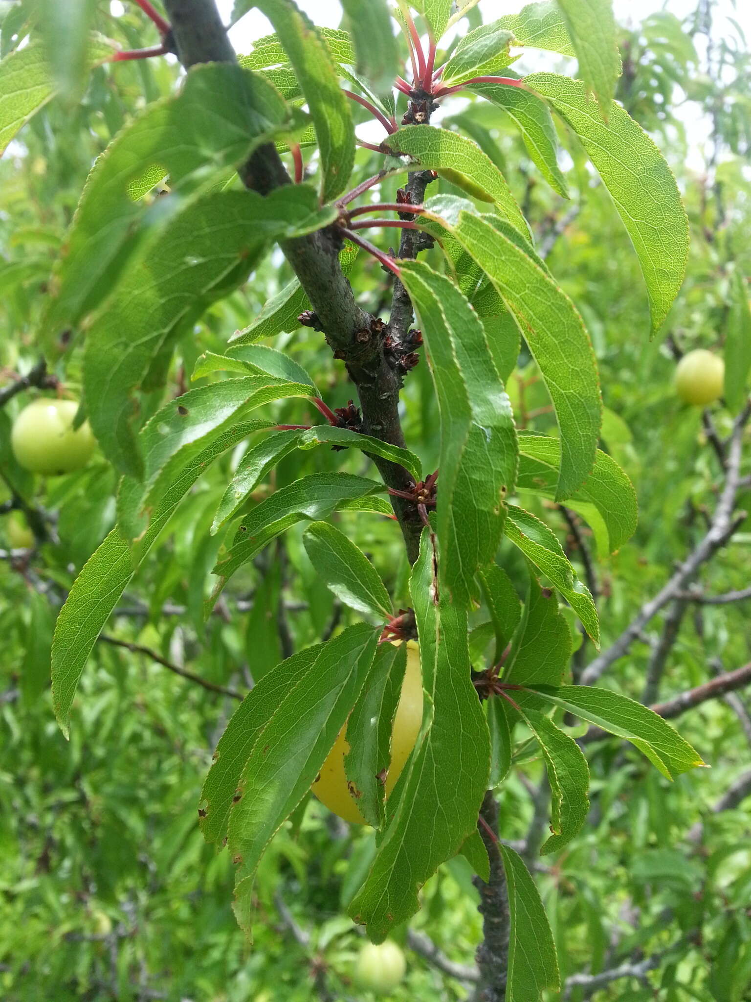 Sivun Prunus angustifolia Marsh. kuva