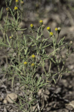 Image of manyflower false threadleaf