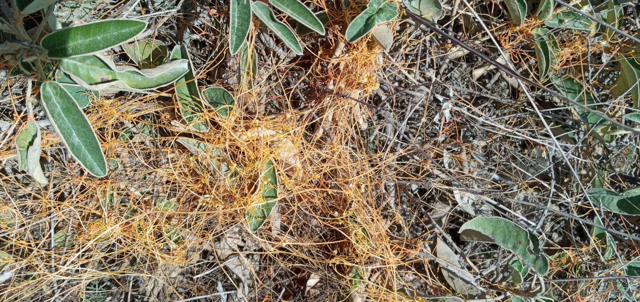 Image of Cuscuta stenolepis Engelm.