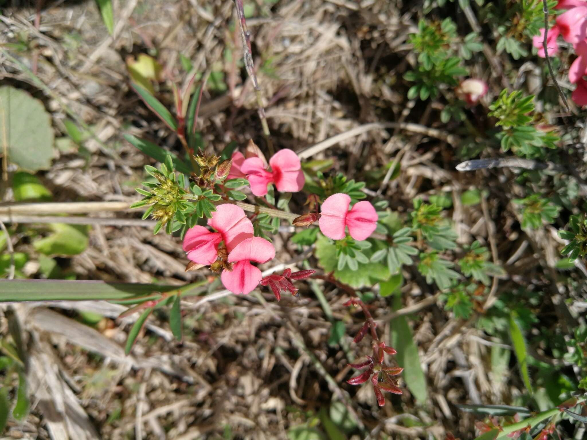 Слика од Indigofera microcarpa Desv.