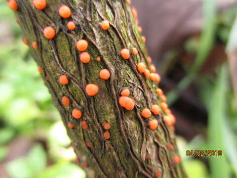 Image of Nectria cinnabarina (Tode) Fr. 1849