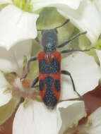 Image of Trichodes oresterus Wolcott 1910