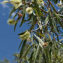 Imagem de Melaleuca viridiflora Sol. ex Gaertn.