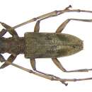 Image of Acalolepta fasciata (Montrouzier 1855)