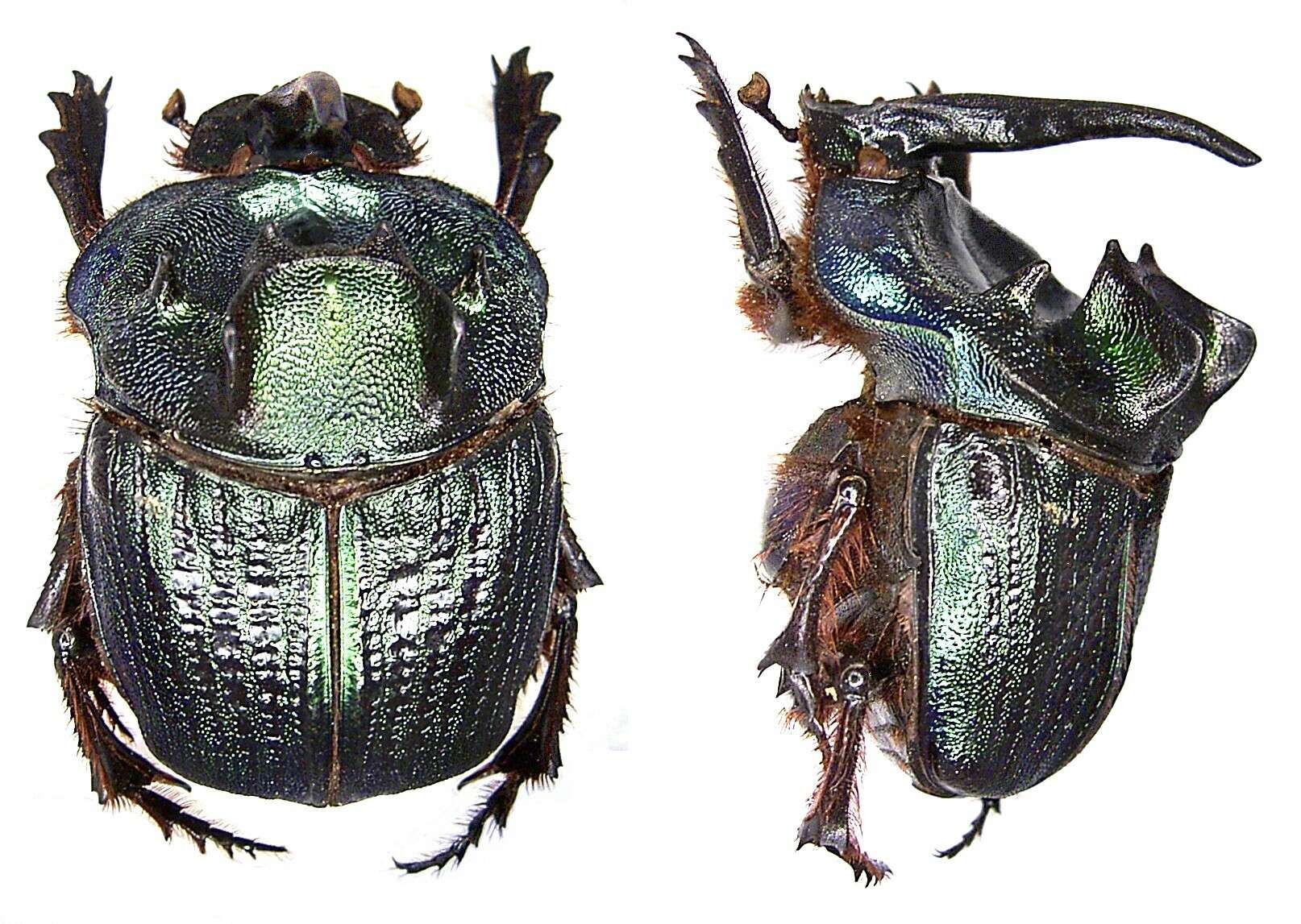 Imagem de Coprophanaeus (Megaphanaeus) ensifer (Germar 1821)