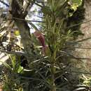 Image of Columnea linearis Oerst.