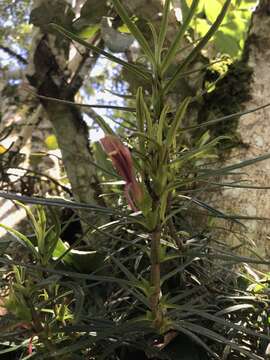 Image of Columnea linearis Oerst.