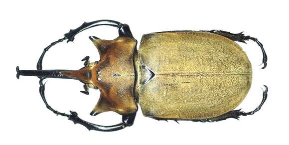 Image of Elephant beetle