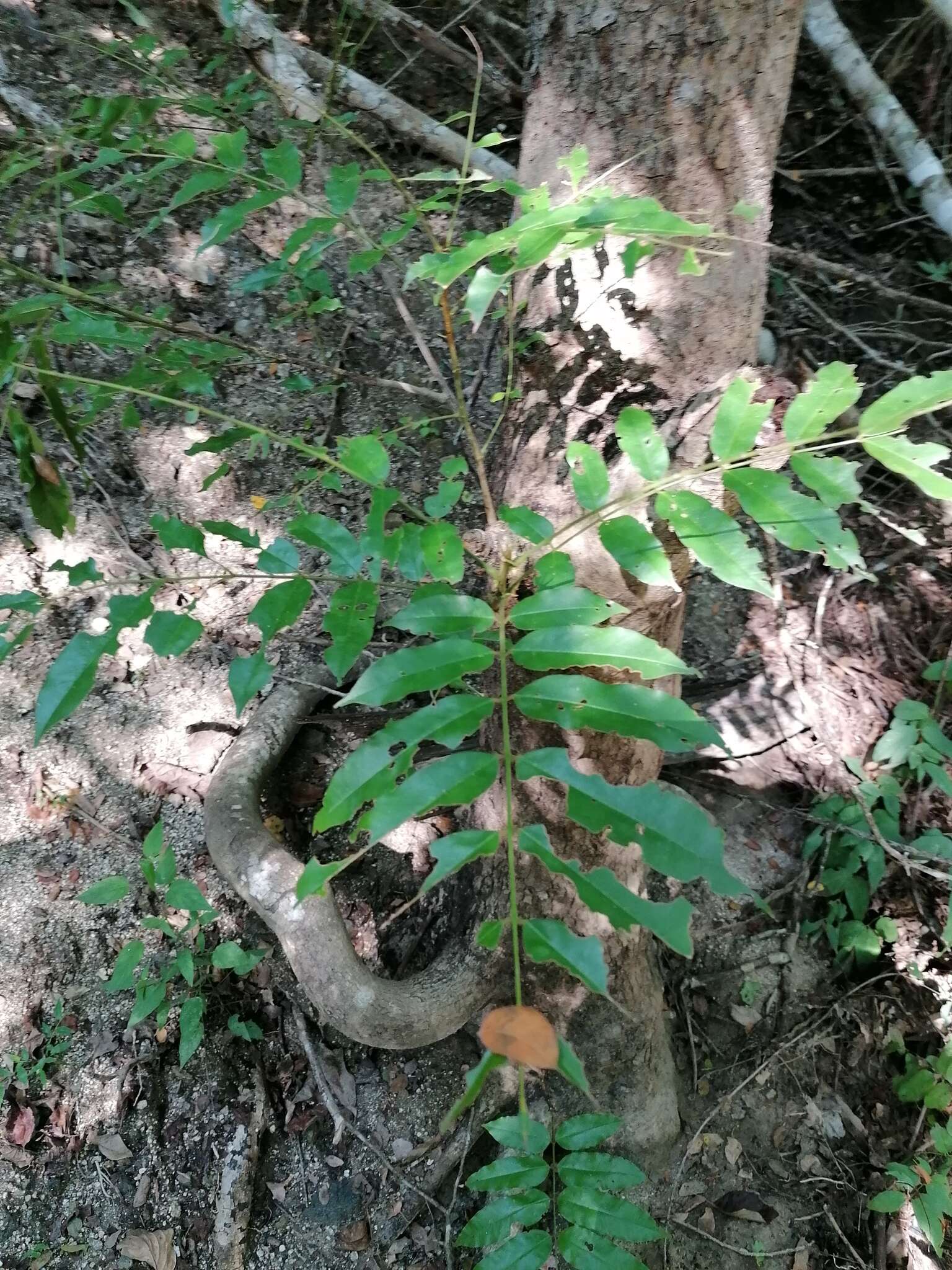 Image of Andira galeottiana Standl.