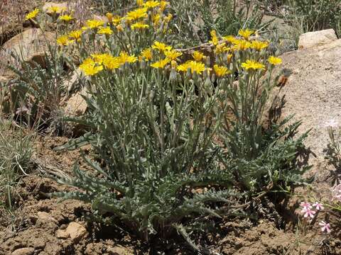 Image of largeflower hawksbeard