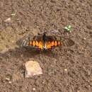 Graphium ridleyanus (White 1843) resmi