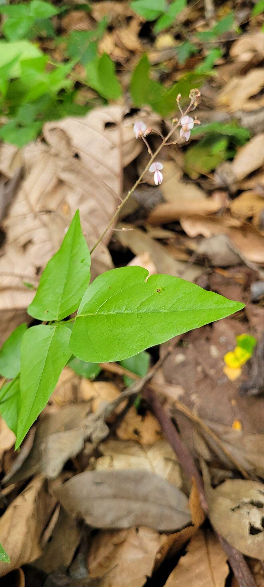 Imagem de Desmodium wydlerianum Urb.