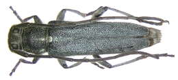 Image of Phytoecia (Opsilia) coerulescens (Scopoli 1763)