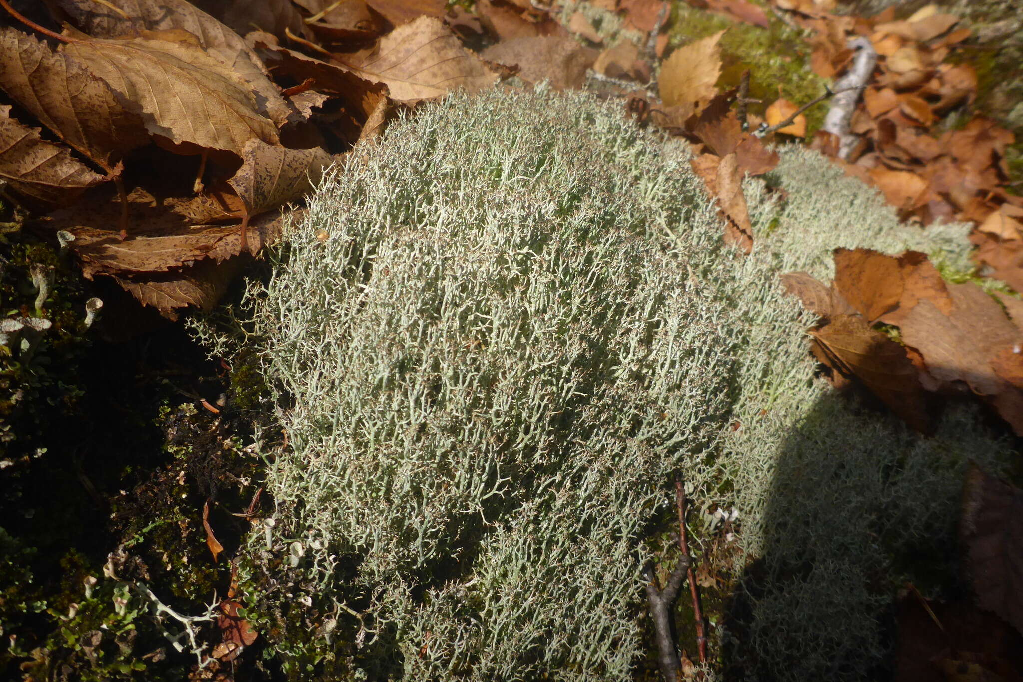 Image of cup lichen