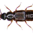 Image of Rove beetle
