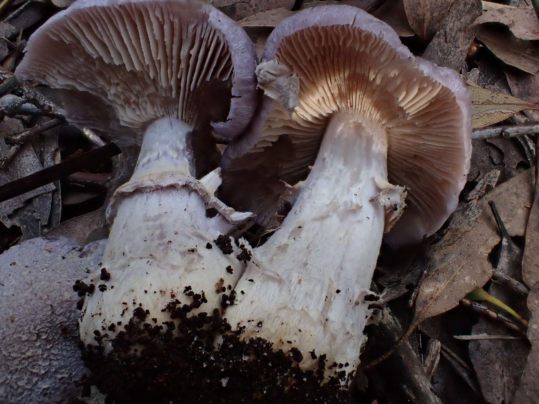 Plancia ëd Cortinarius roseolilacinus (Bougher, Fuhrer & E. Horak) Peintner, E. Horak, M. M. Moser & Vilgalys 2002