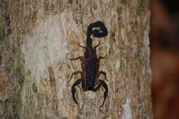 Image of Florida Bark Scorpion