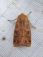 Image of Orthosia rubescens Walker 1865