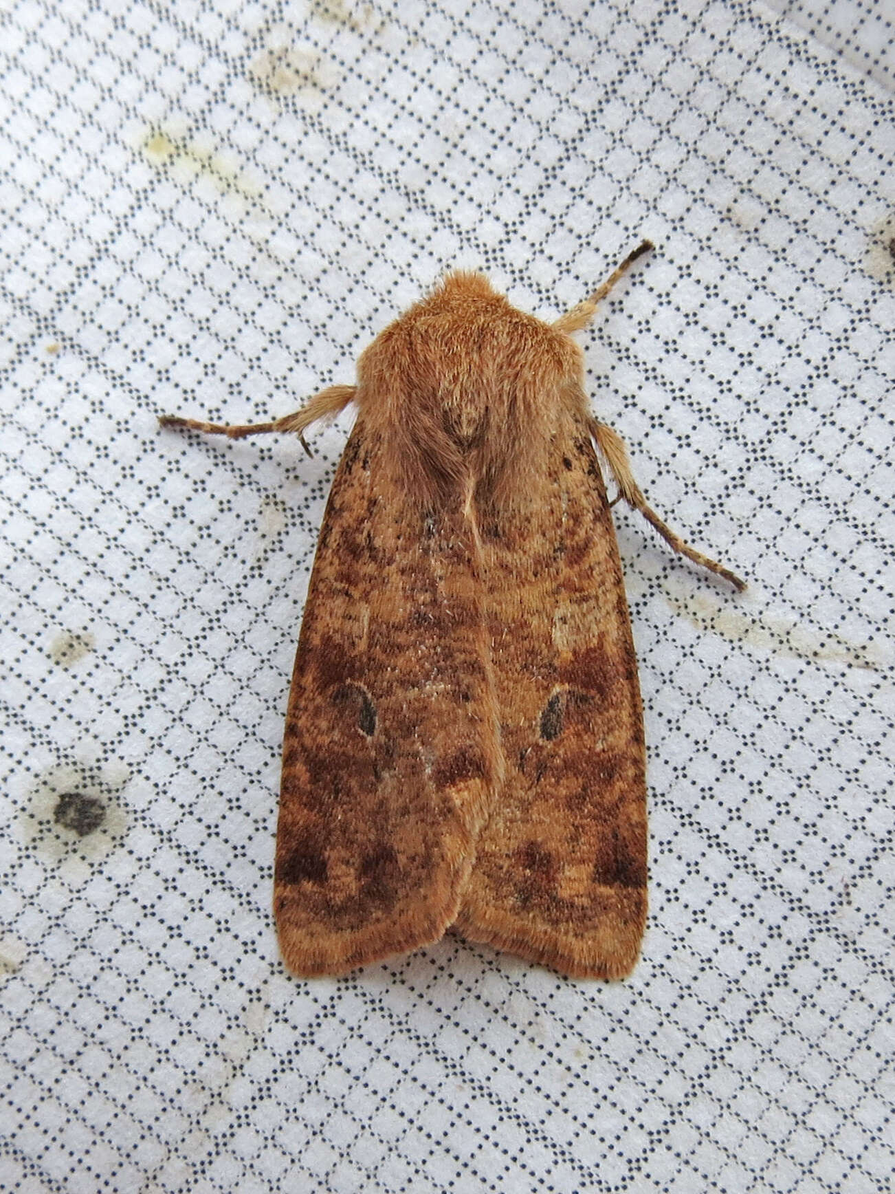 Image of Orthosia rubescens Walker 1865