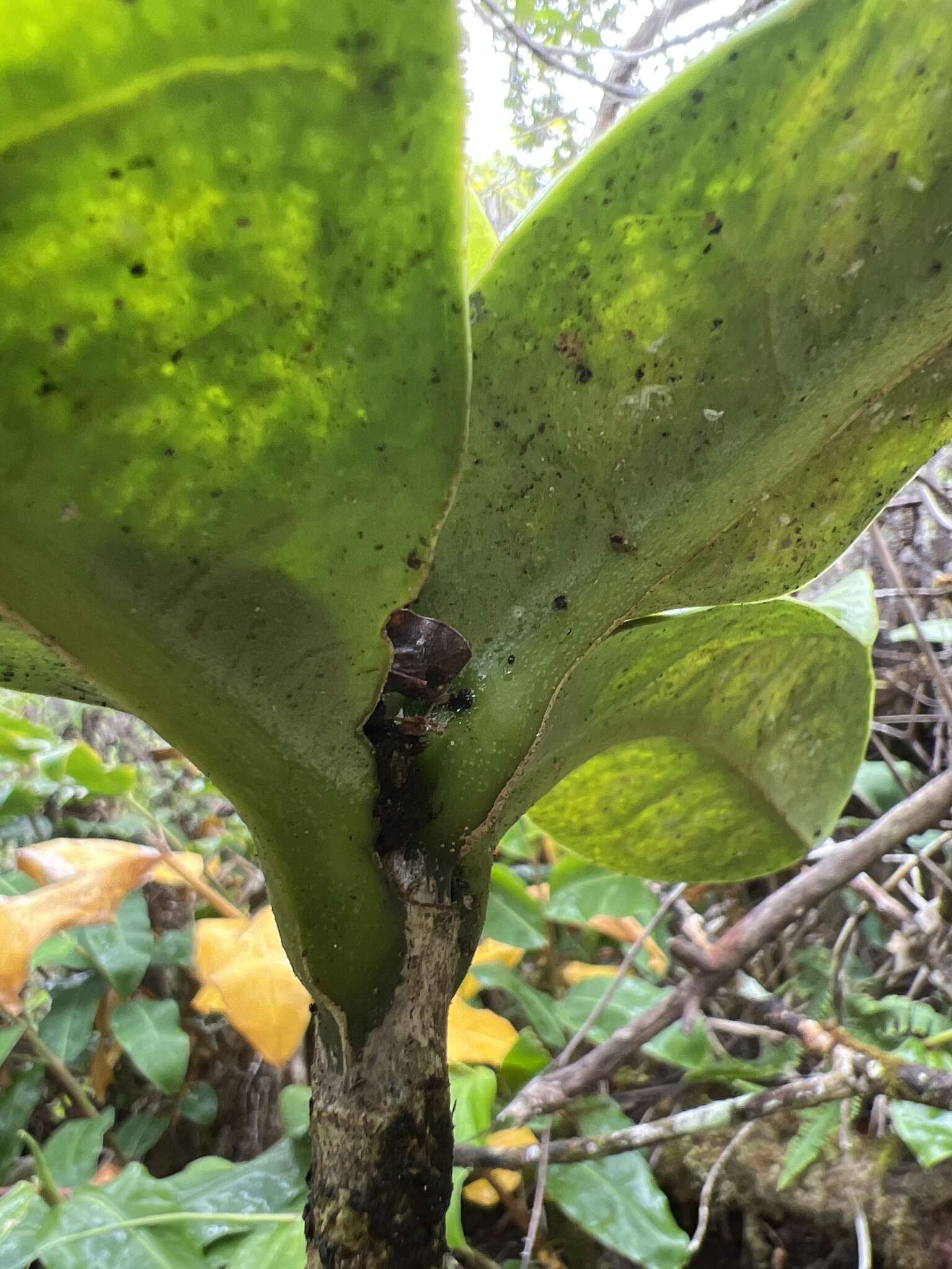 Image of Maui Pilo Kea