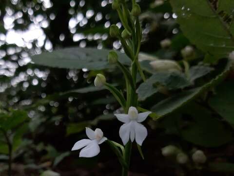 Image of Habenaria plantaginea Lindl.