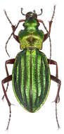 Carabus (Chrysocarabus) auronitens Fabricius 1792 resmi