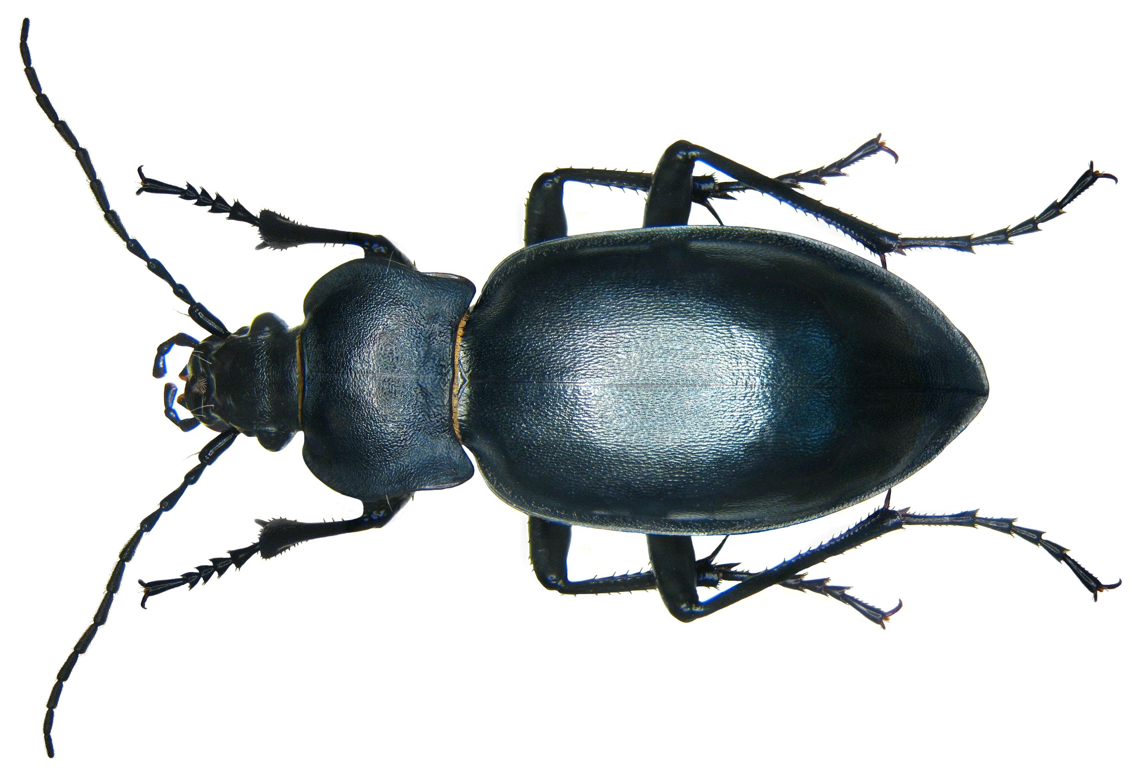 Image of Carabus (Oreocarabus) glabratus Paykull 1790