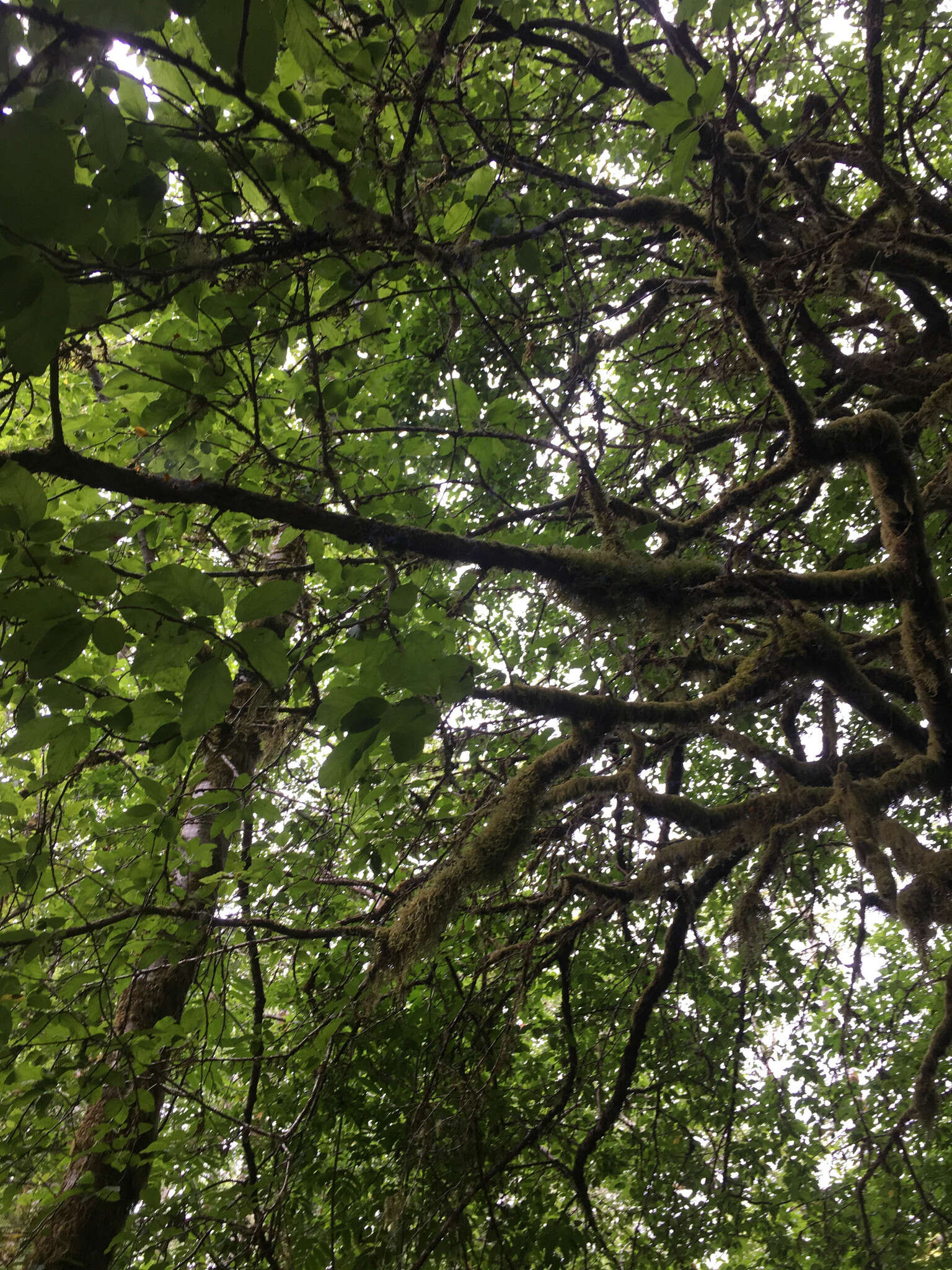 Image of Oregon Crab Apple