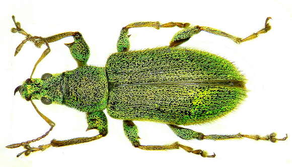 Image of Phyllobius (Phyllobius) arborator (Herbst 1797)