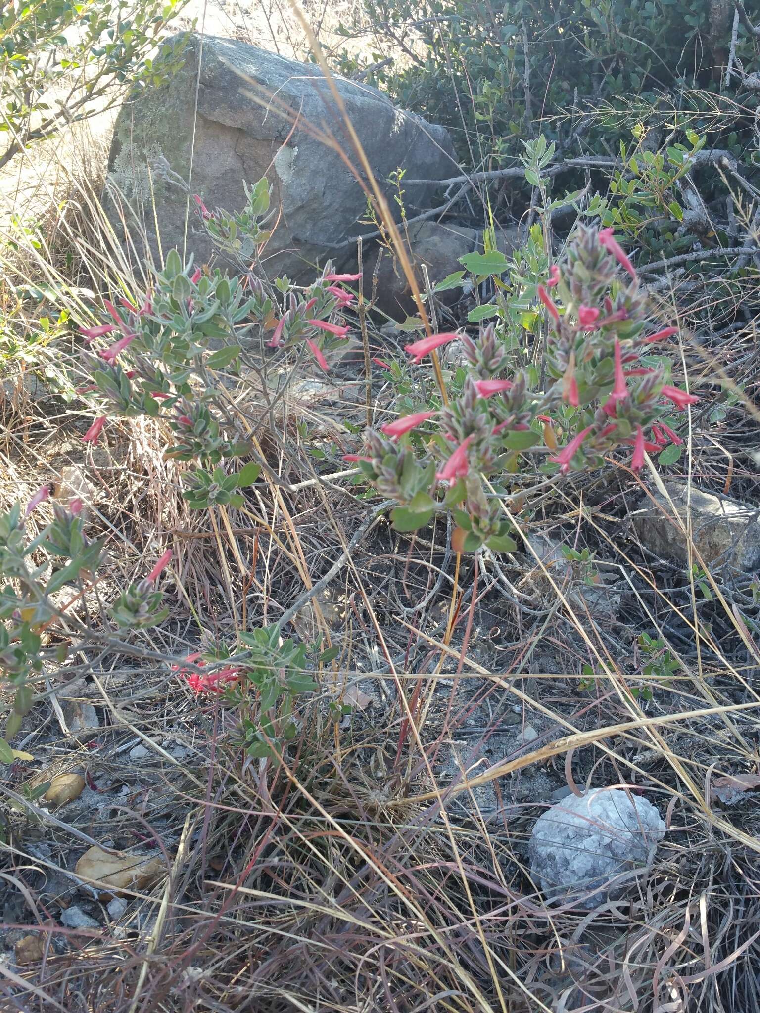 Слика од Hypoestes isalensis Benoist