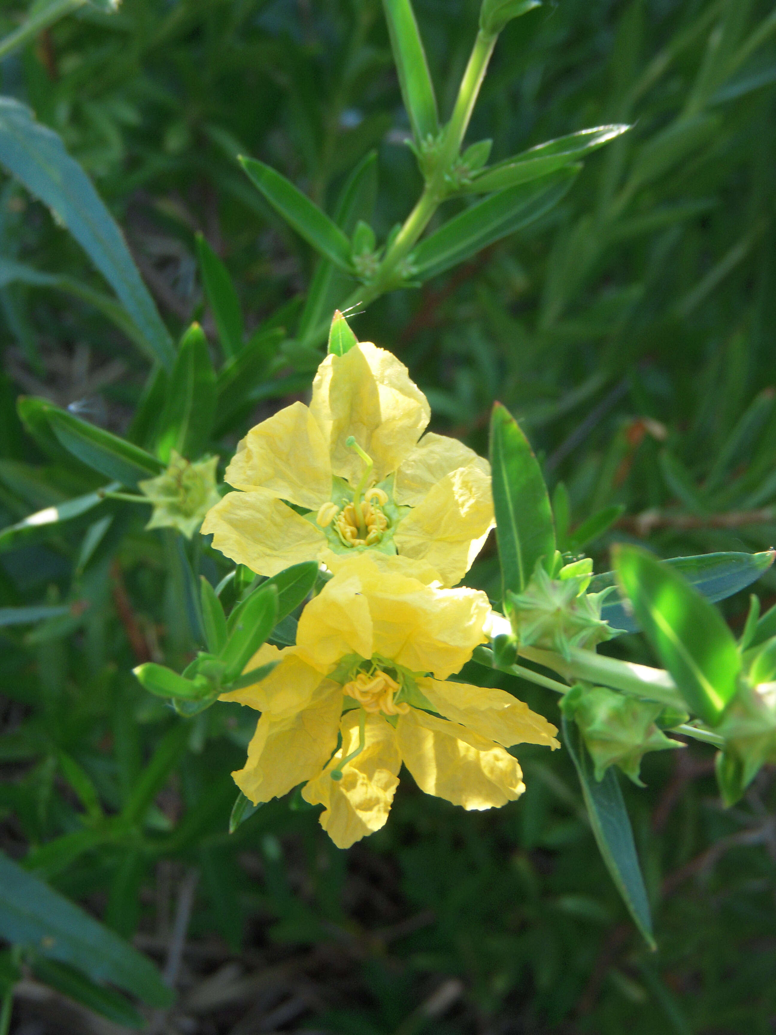 Plancia ëd Heimia salicifolia (Kunth) Link