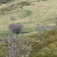 Image of Ring Ouzel