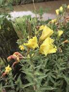 Image of Hooker's evening primrose